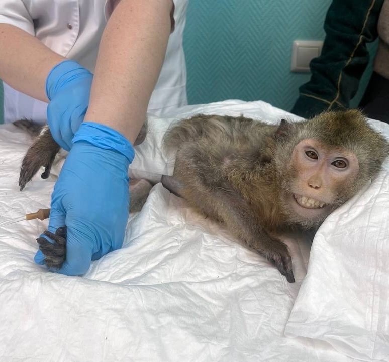    Хозяева экзотического питомца заметили апатию и вялость пушистика и обратились в ветклинику