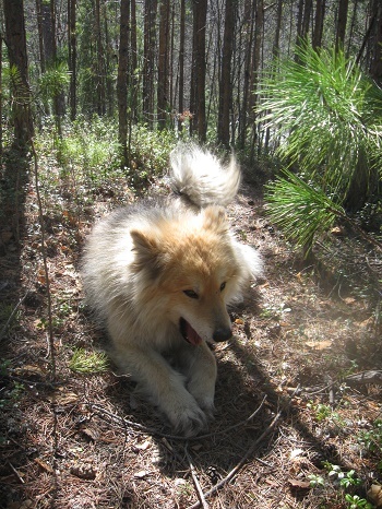 Фотографии Татьяны Немшановой. В северной тайге. Лайка Дружок. Западная Сибирь, Приполярный Урал, Зауралье, Тайга ХМАО Югра, Сибирь, лес, лайки.