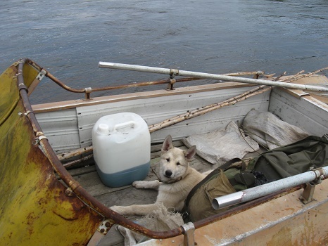 Фотографии Татьяны Немшановой. Шлюпка обянка. Щенок лайки, западно-сибирские охотники. 19 июня 2018. Западная Сибирь. 