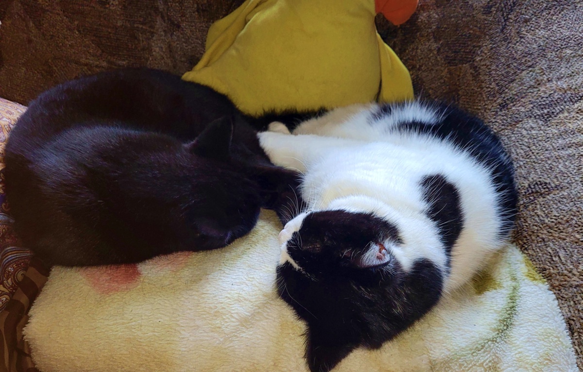 Крепко спят