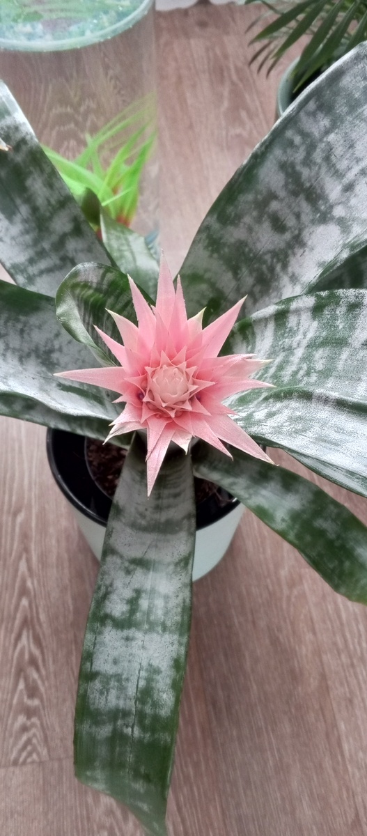 Эхмея Бромелиевна