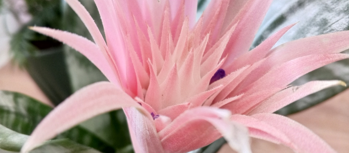 Так цветет Эхмея полосатая Примера