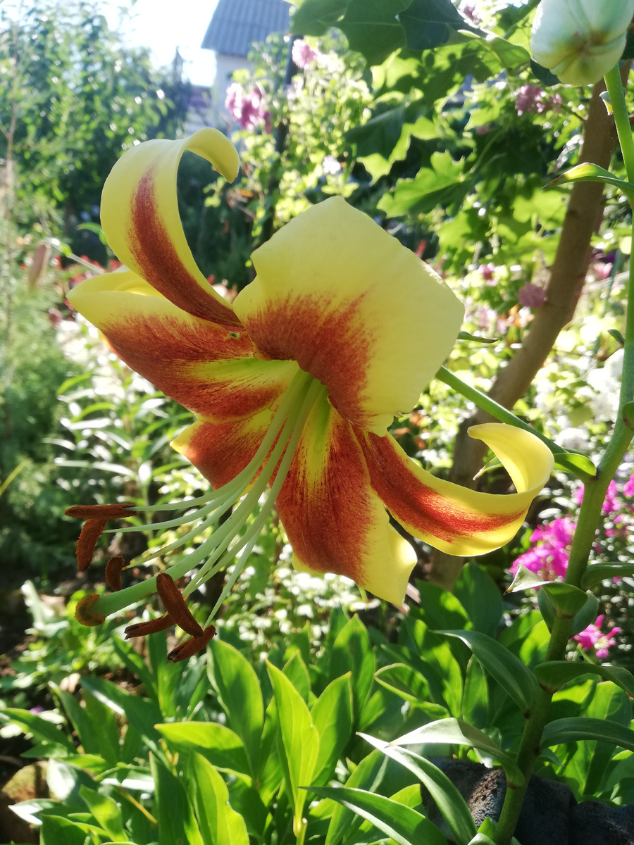 Сразу видно - жара, июль... И лилия ОТ-гибрид 'Robert Swanson'