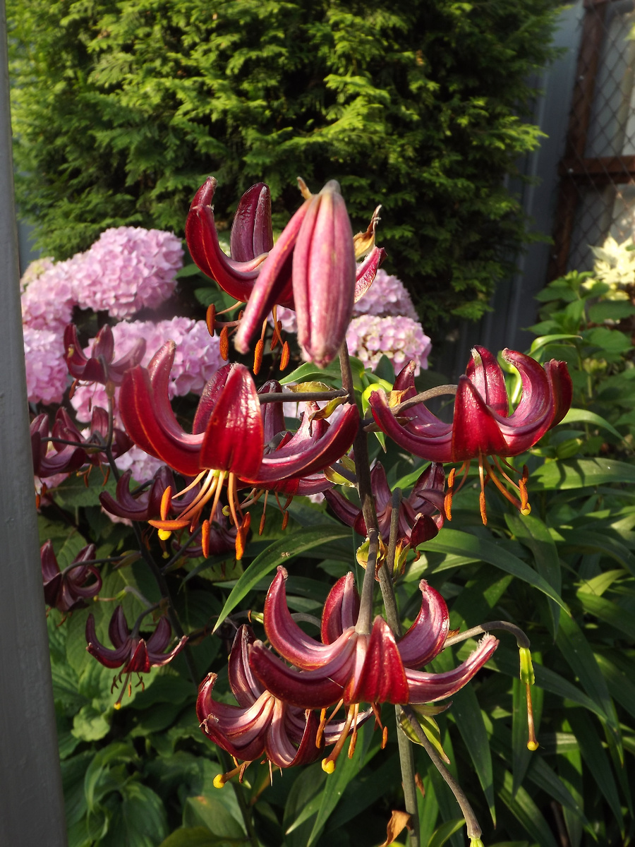 Мартагоны мои от майских заморозков даже не чихнули, хотя цветоносы в то время уже выдвинули, а в конце мая начали цвести