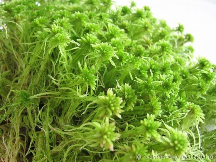 Сфагнум, или торфяной мох. 