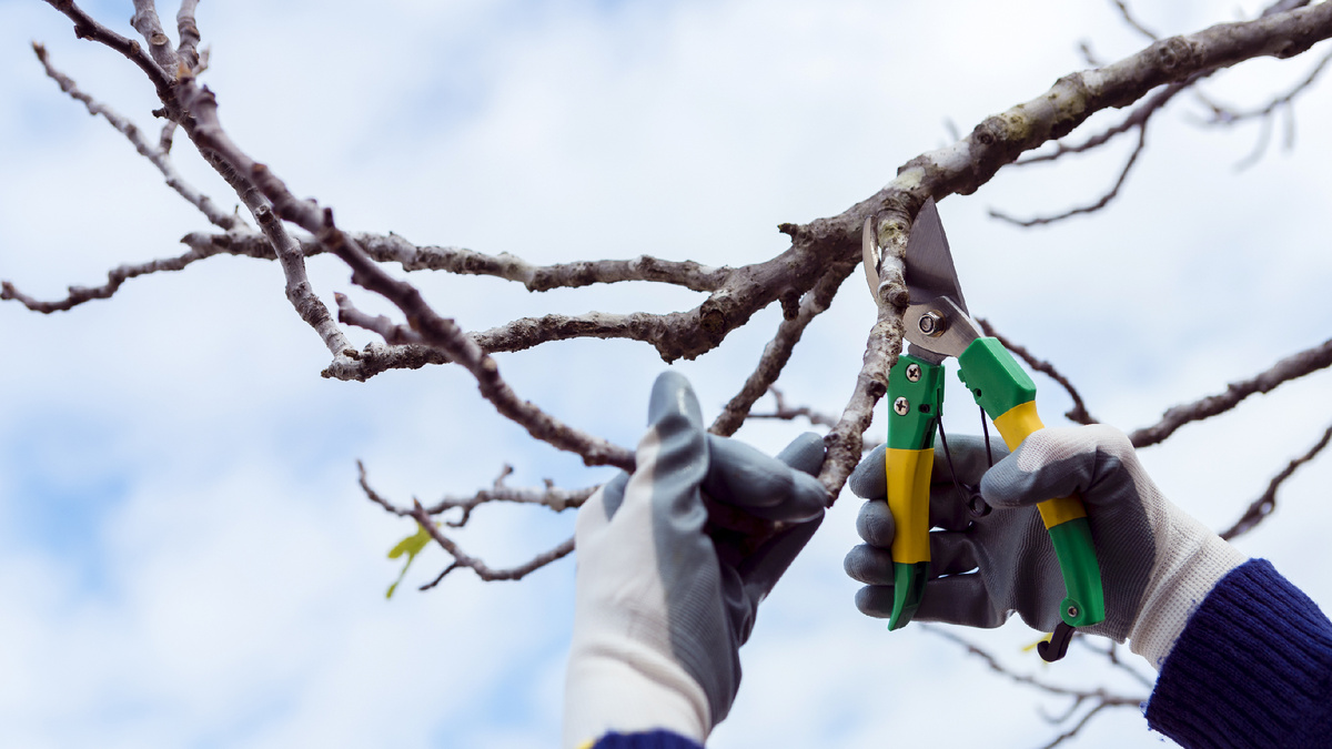 Обрезка деревьев и кустов