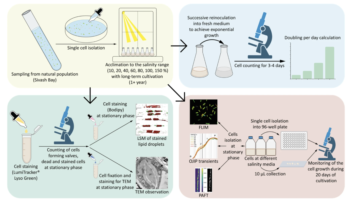 Блок-схема экспериментальных процедур диатомового анализа. Источник: Cvjetinovic et al / Scientific Reports, 2025