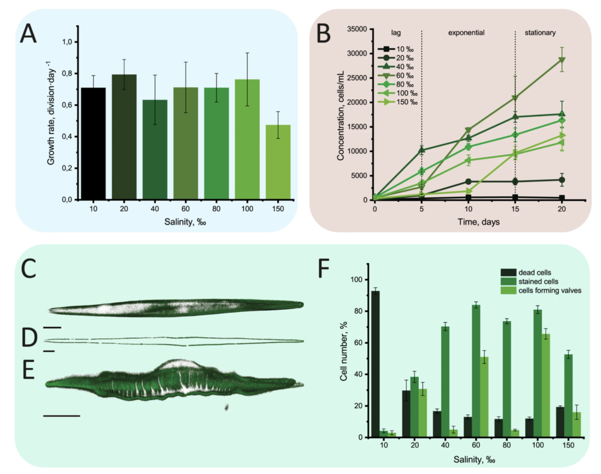 (A) Скорость деления клеток Nitzschia sp. в средах с различной соленостью в первые три дня культивирования. (B) Рост Nitzschia sp. на среде различной солености в течение 20 дней культивирования с указанными фазами роста. Окраска Nitzschia sp. формирование панцирей с помощью LumiTracker Lyso Green в стационарной фазе: (C–E) лазерная сканирующая микроскопия, 3D-реконструкция. (В) клапан; (D) поясковая полоса; (E) аномалия морфологии клапана; (F) Доля мертвых клеток Nitzschia sp. и клетки, окрашенные LumiTracker Lyso Green при различной солености среды. Источник: Cvjetinovic et al / Scientific Reports, 2025