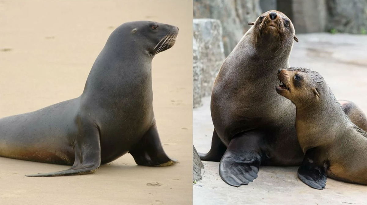 Морской лев и морской котик, фото отсюда laminarts.ru