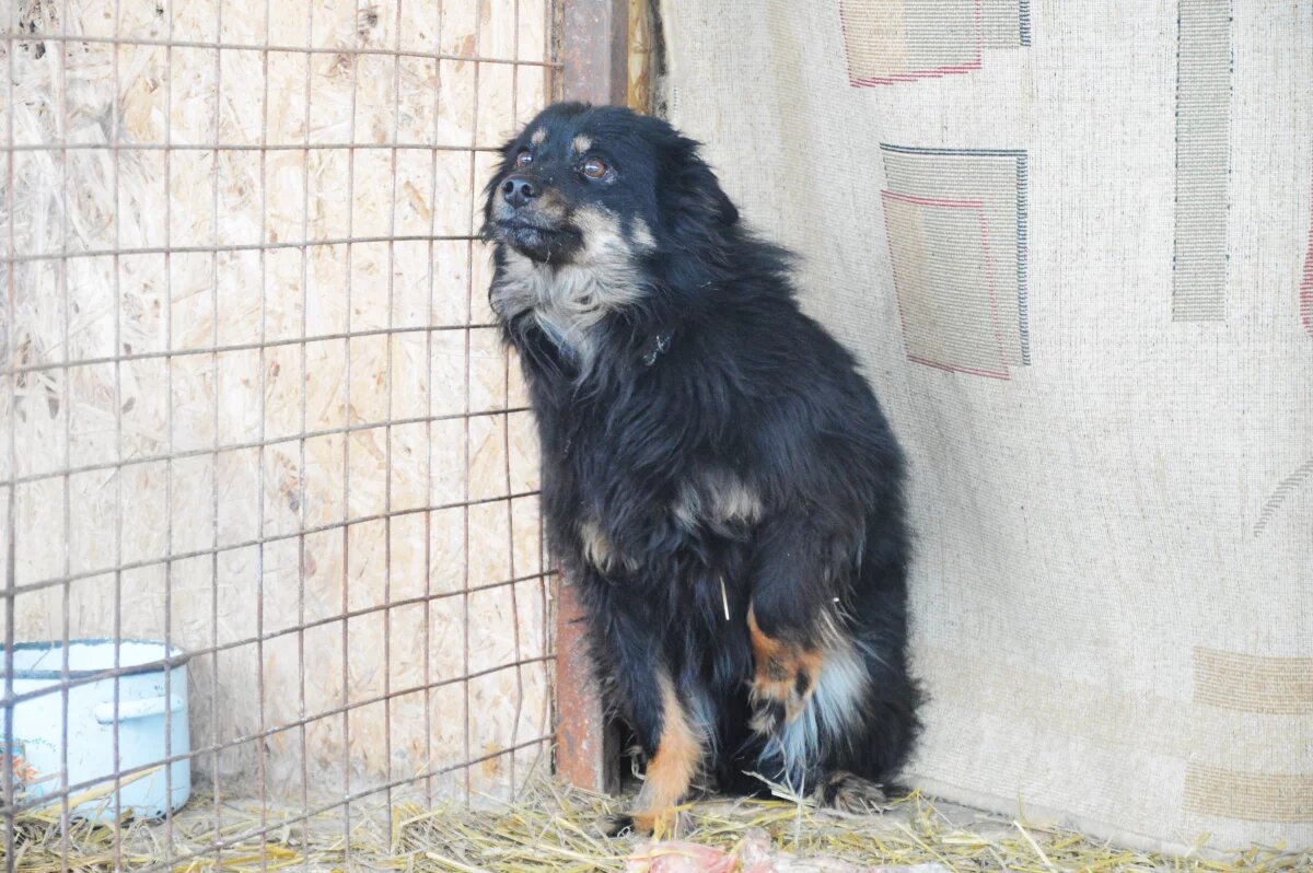    В Югре бездомных животных будут стерилизовать и чипировать