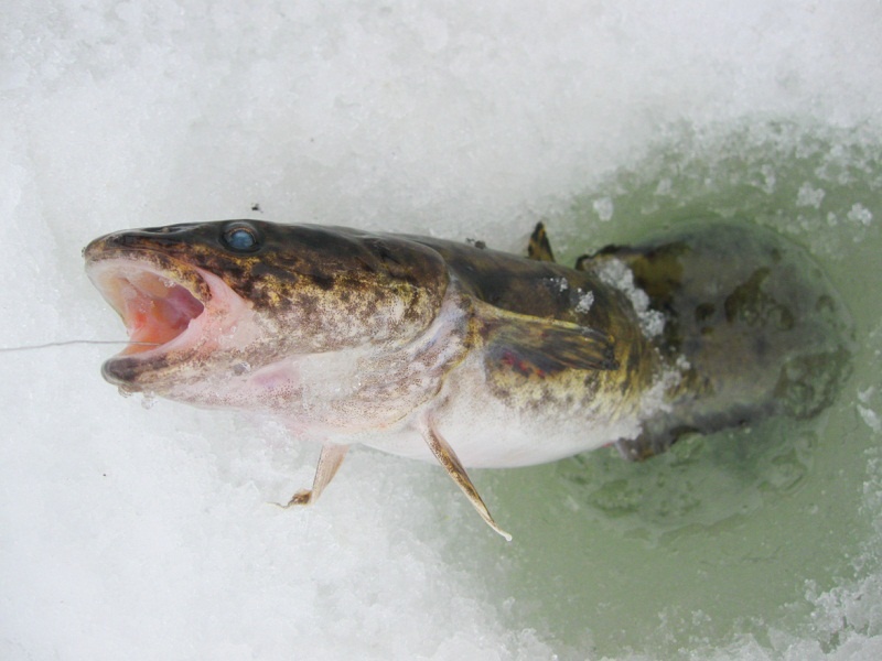 После нерестового периода на тюльку