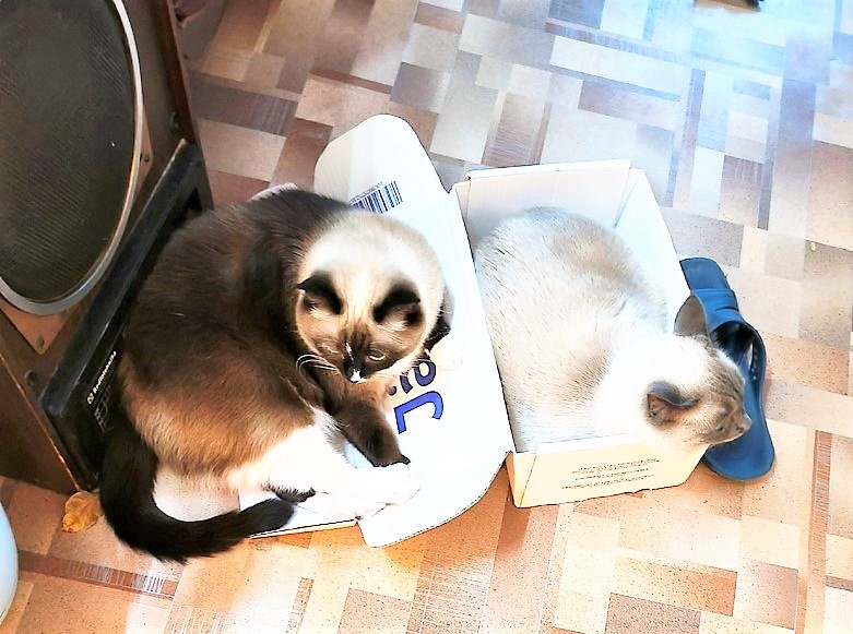 Дефицит коробочек зафиксирован в Красноярске) Благодарю за фото Ксюшу БЕКИРОВУ)