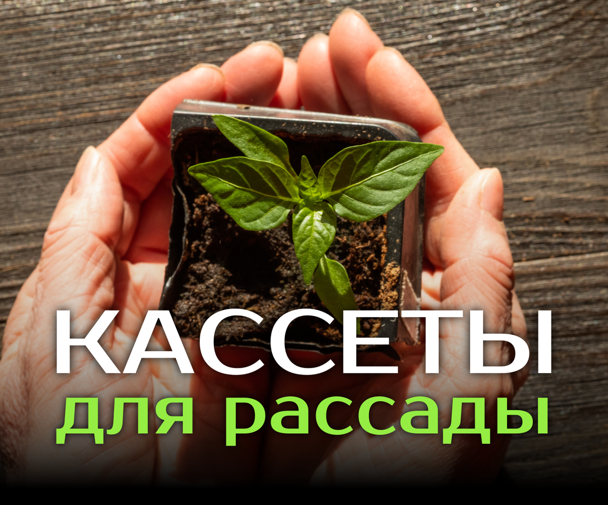 Как выбрать удобные и качественные кассеты для пикировки рассады