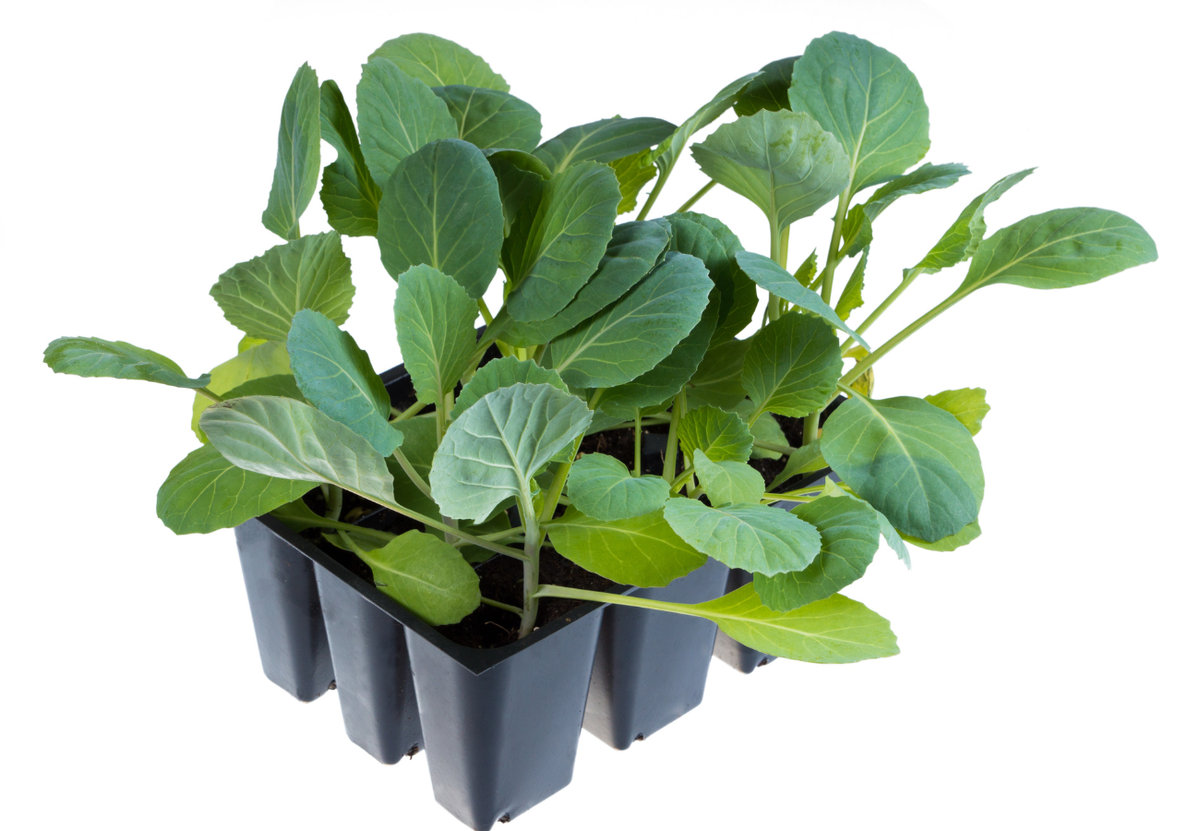 Как понять, что кассеты для рассады хорошие?