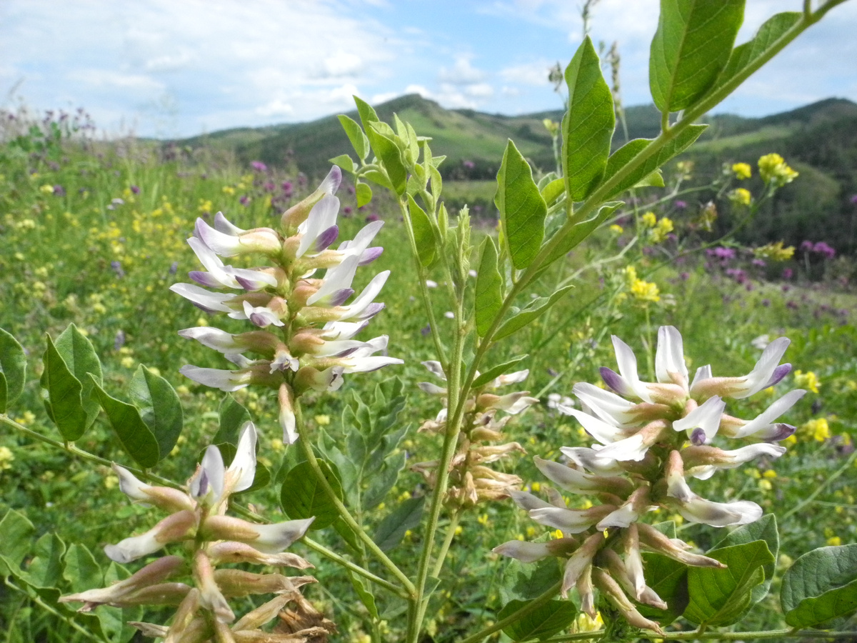 Солодка уральская