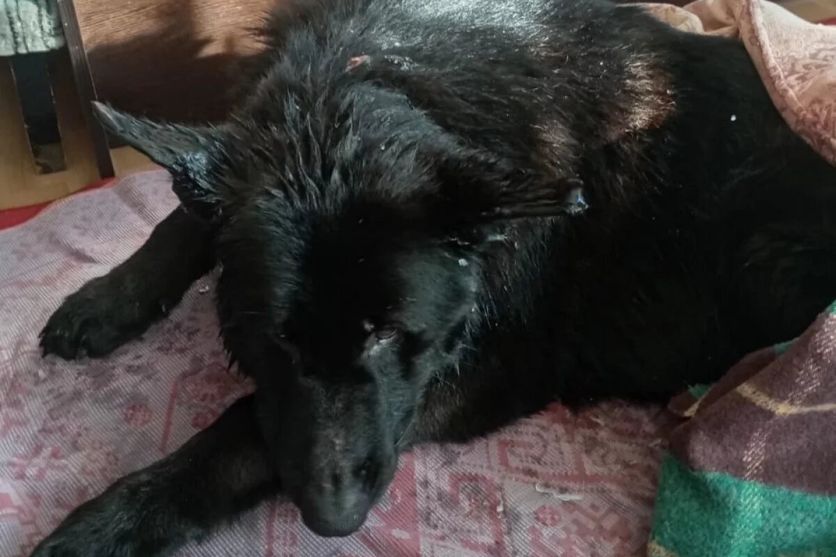    В Псковской области собака проплыла более трех километров на льдине по реке