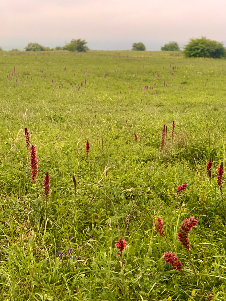 У подножья горы Юца, фото Сад в стиле Paradise @