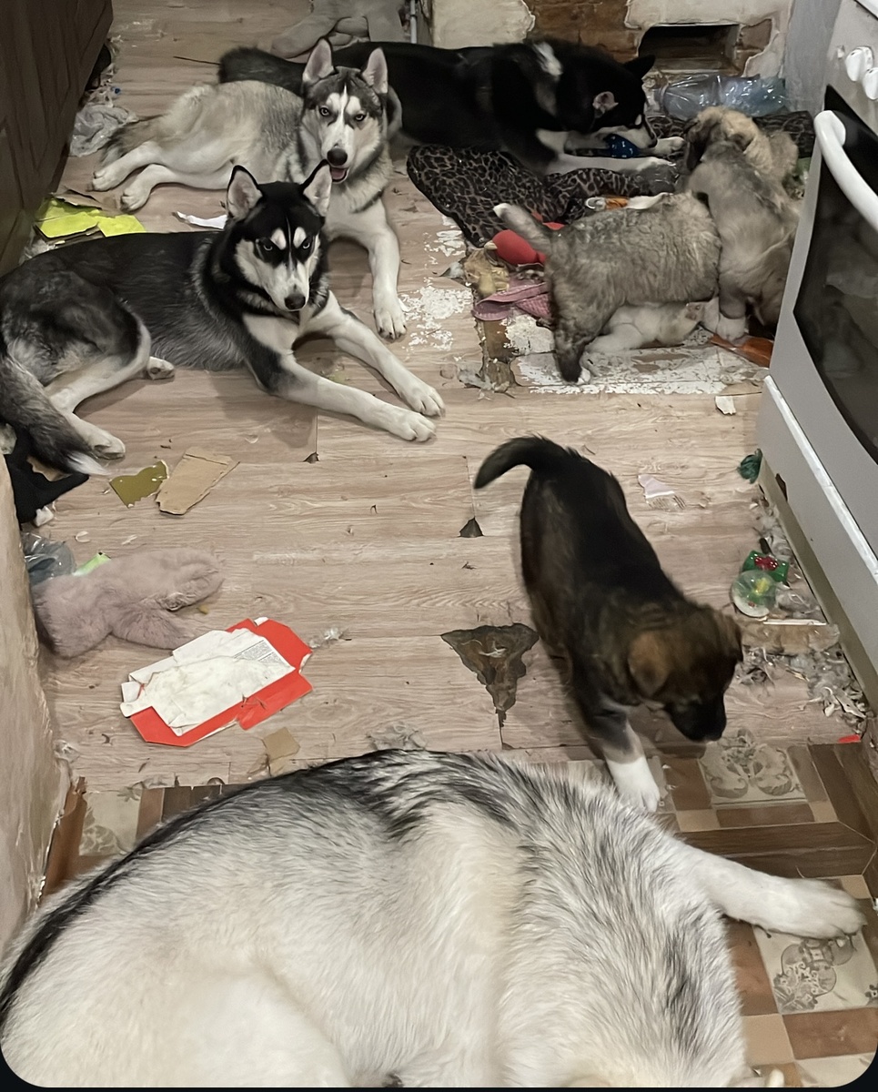 Серкан, Бенедикта, Никита, Мона и наши младшие 😎🐾