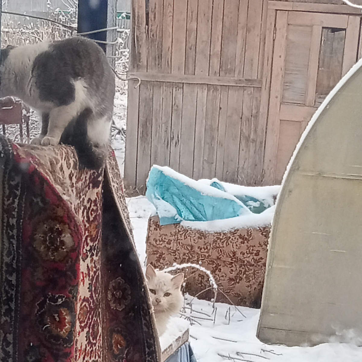 Брыська,выходи!