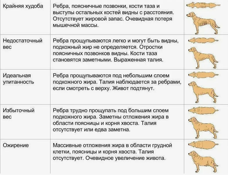 Градация жирочка у собак