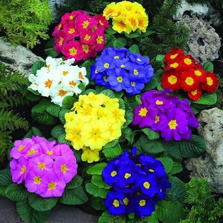 Примула обконика. Источник фото Pinterest