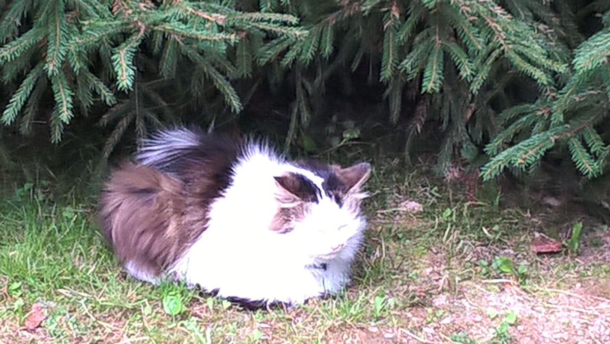 Кисе Алисе и коту Барсику с глубокой любовью и благодарностью посвящается эта статья! Фото автора. ДВМ.