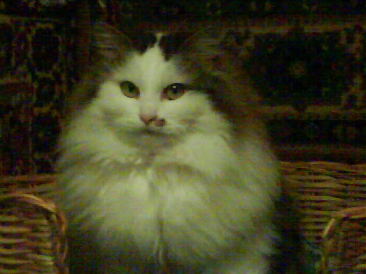 Алисе 4 года. Она уже состоялась как мама, родила четверых превосходных сибирских котят. Родимое тёмное пятно на шнрсти свидетельствует о важной миссии, которую она исполняет. Она справилась со своей кошачьей миссией на "отлично" с плюсом!