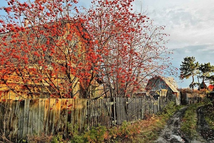    Фото с сайта gardenacademy.ru