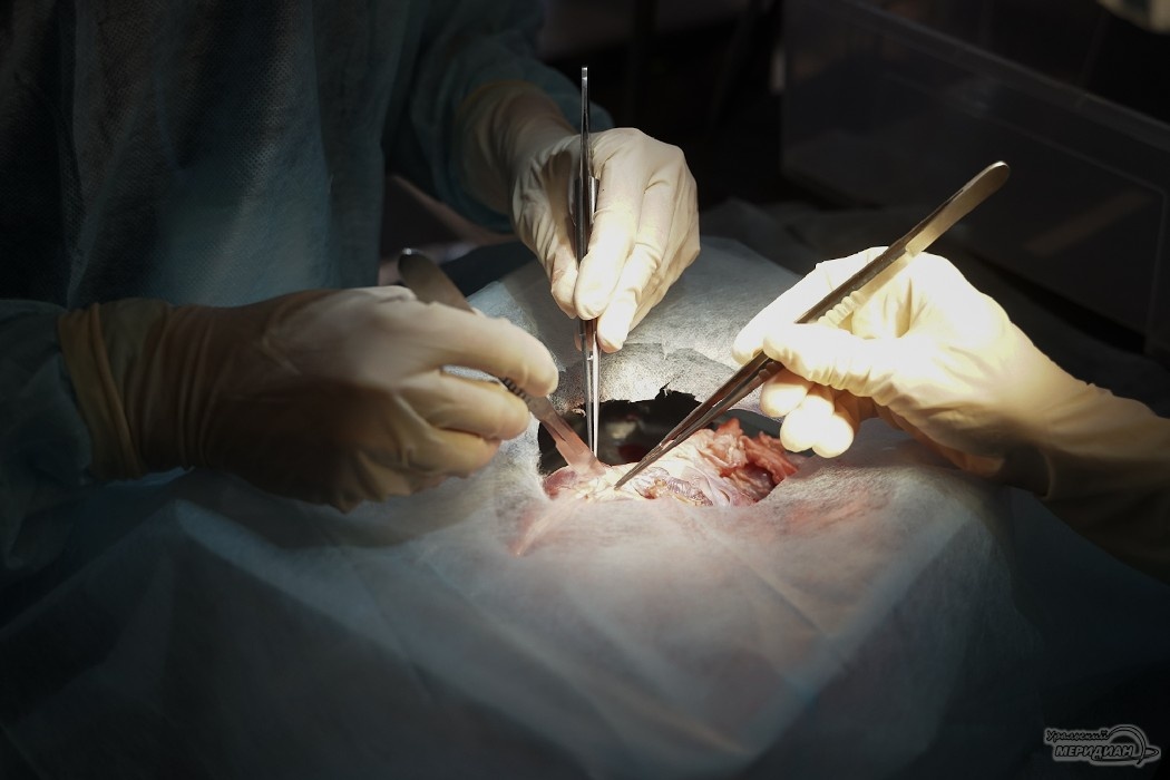    Фото: Лидия Аникина © ИА «Уральский меридиан»