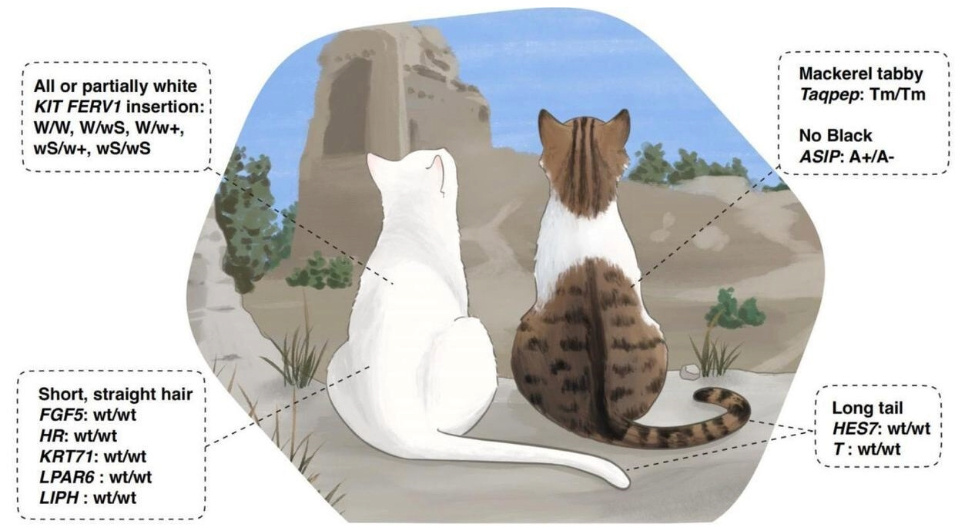   Yu Han et al. / bioRxiv, 2025