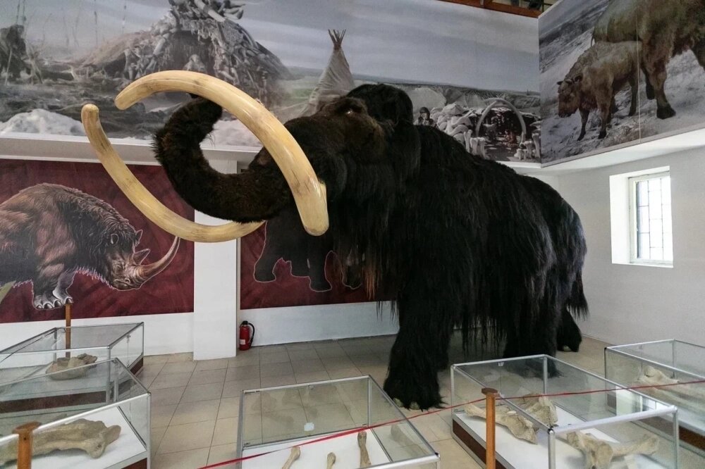    Мамонт Степан - один из главных экспонатов в экспозиции музея Фото: Официальный сайт музея Костенки