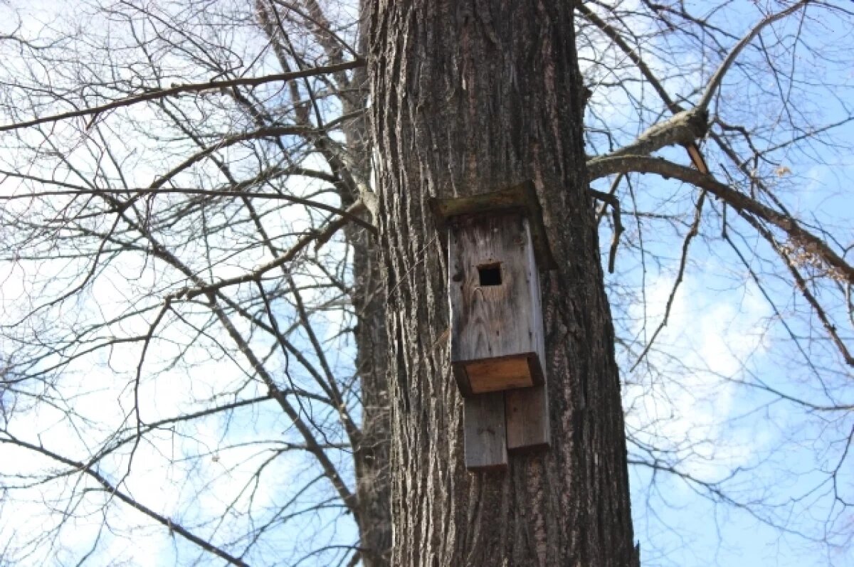    Воронежский зоопарк объявил конкурс на лучший скворечник
