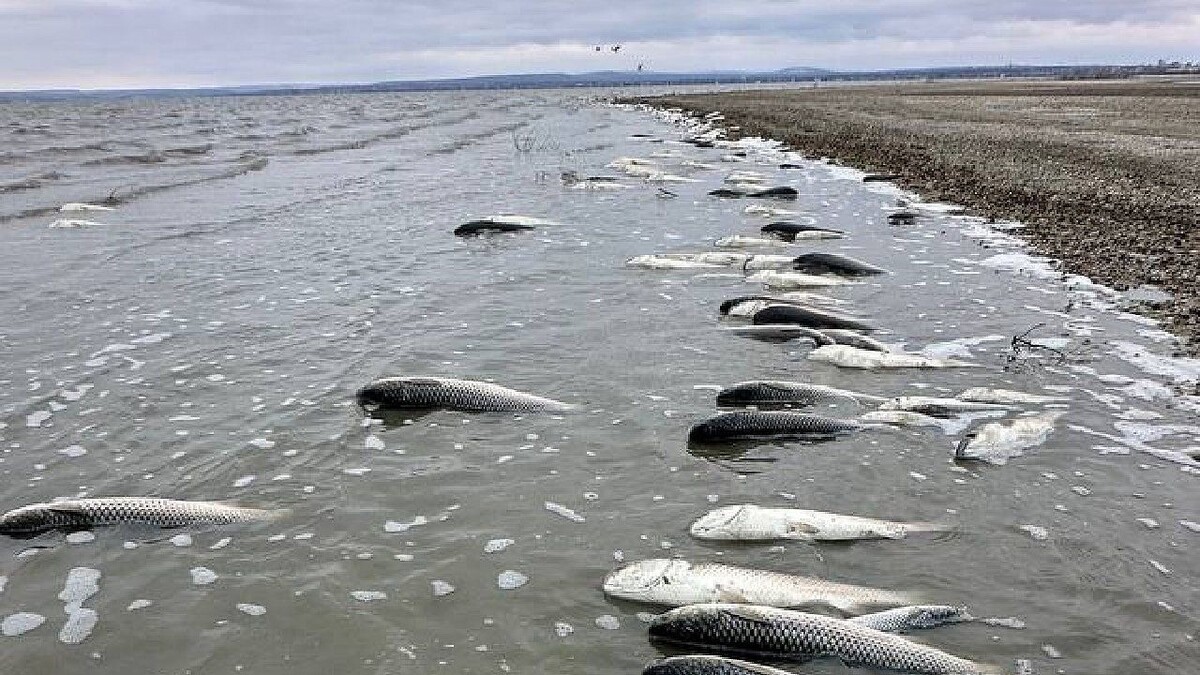    Фото: t.me/krd_exp