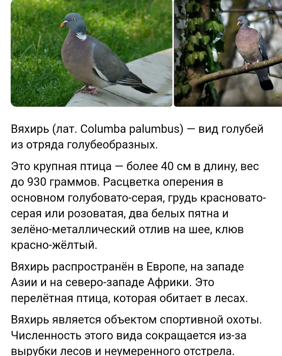 Информация о вяхире из Интернета