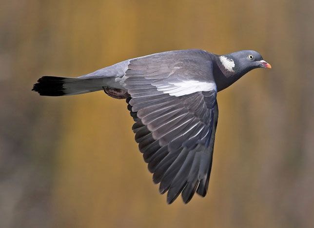Вяхирь в полёте - фото из свободного доступа в Интернете