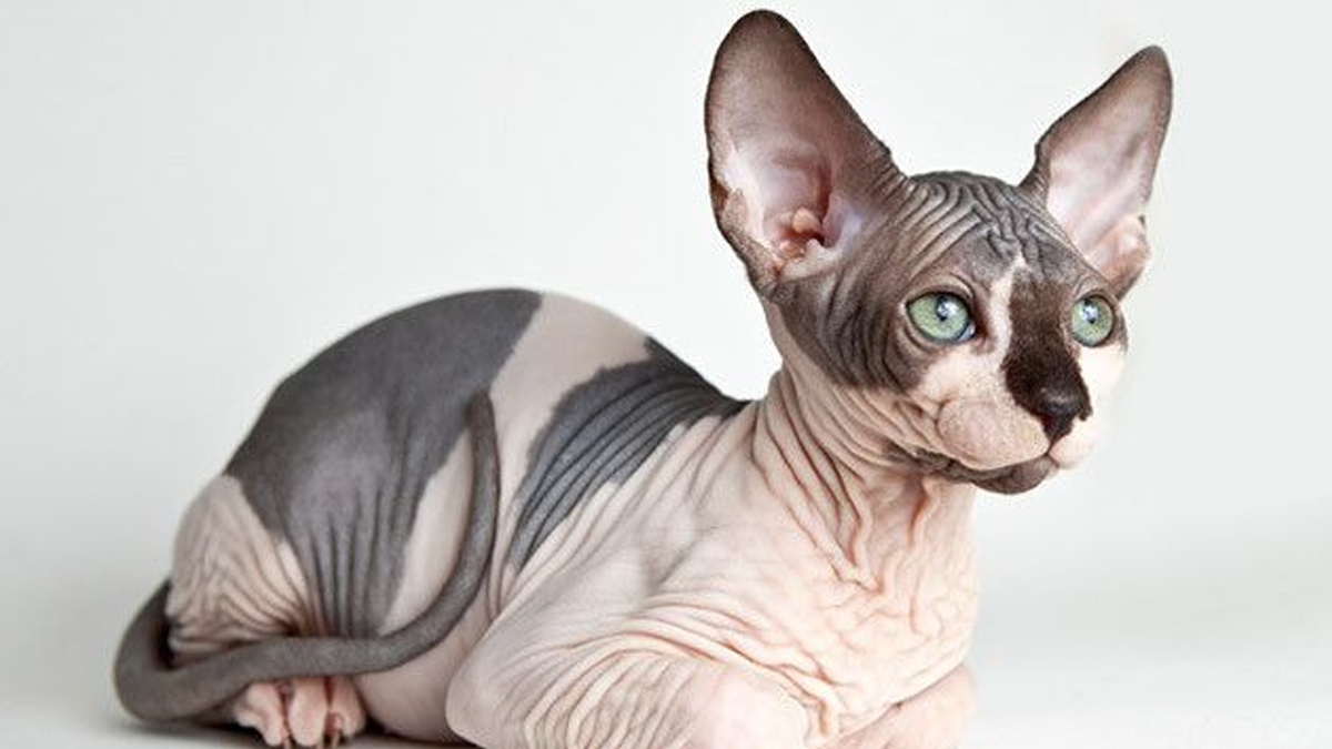 Адрес изображения https://i.pinimg.com/736x/97/00/96/9700965dadc2d71fe8a5e170c27bafdc--best-natural-skin-care-hairless-animals.jpg