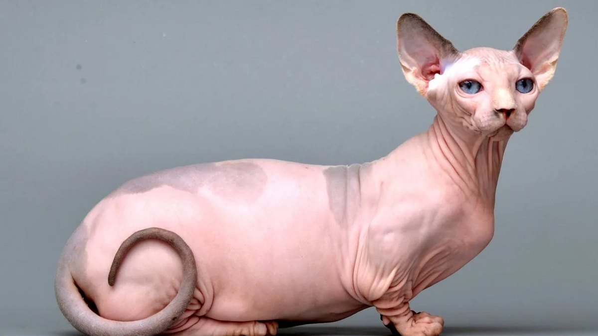 Адрес изображения https://avatars.mds.yandex.net/i?id=42287cf1192b1bee3b209de4db64cb40_l-5226207-images-thumbs&ref=rim&n=13&w=1307&h=1080