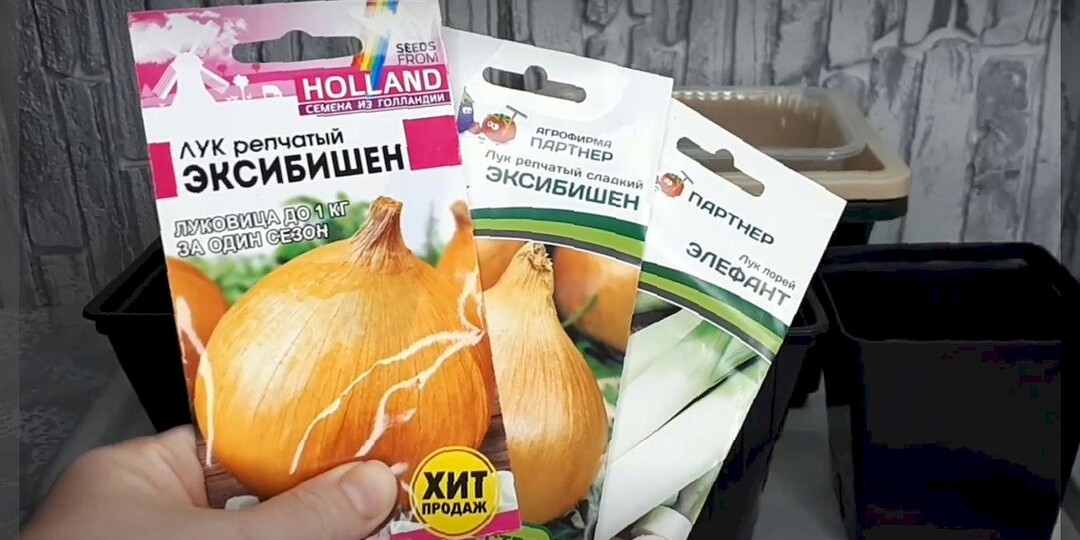 Все секреты посева лука Эксибишен на рассаду: как и когда сеять лук Эксибишен на рассаду, чтобы получить дружные всходы