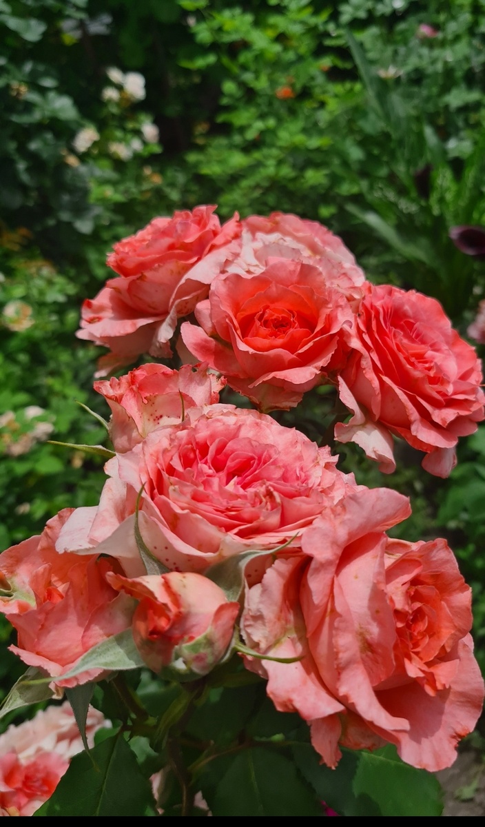 коралл желе