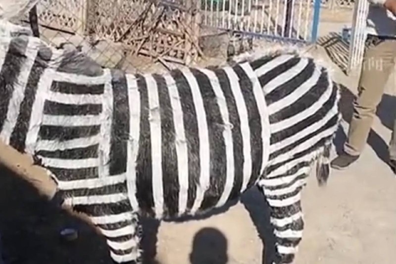 Краска держится прочно. Ей опасен только дождь