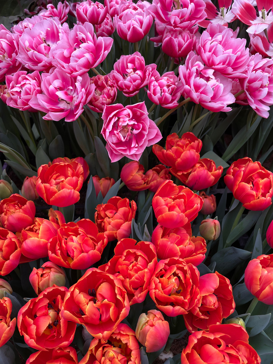 Тюльпанчики из оранжереи