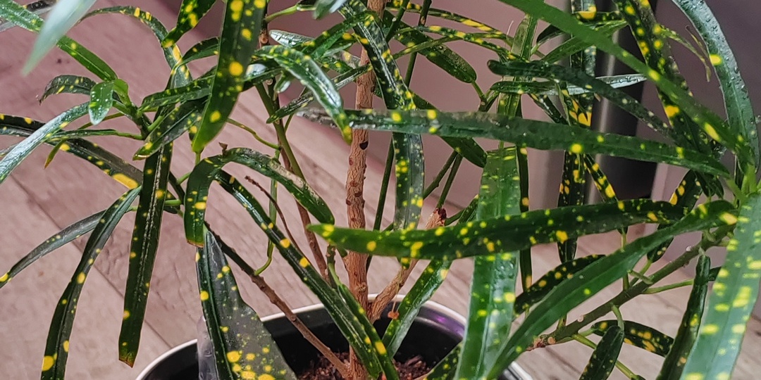 Кротоны и фитиль