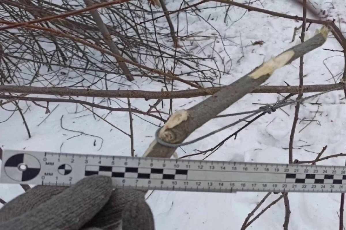    Браконьера подозревают в убийстве краснокнижной косули под Ачинском