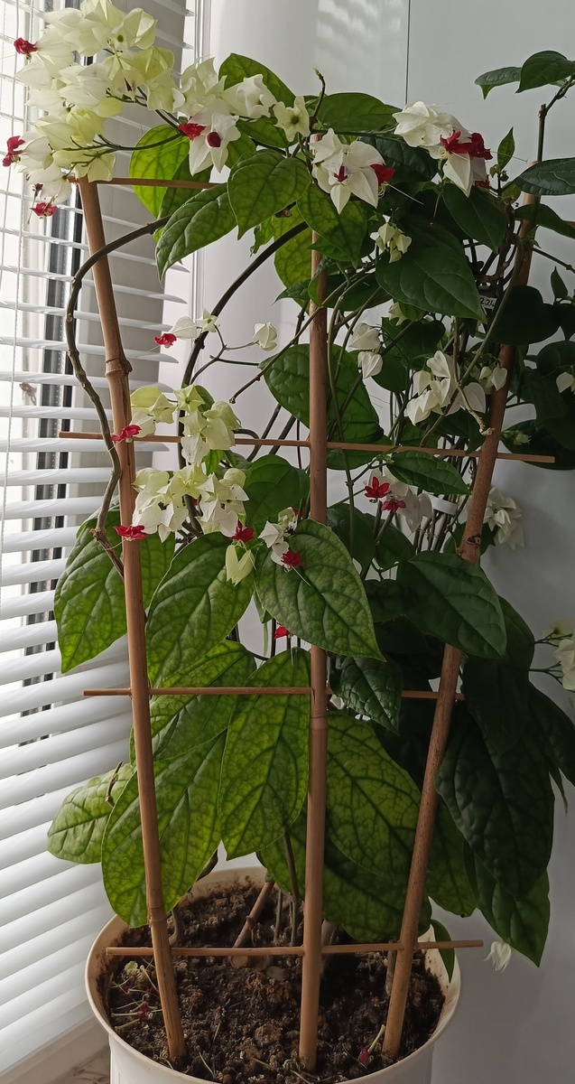 Это он уже отцветал.