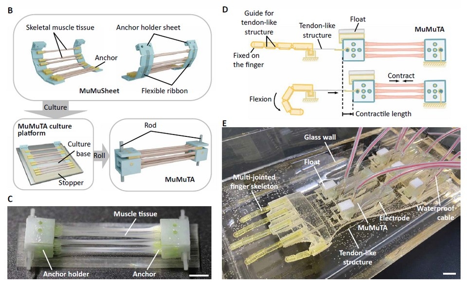   Xinzhu Ren et al. / Science Robotics, 2025