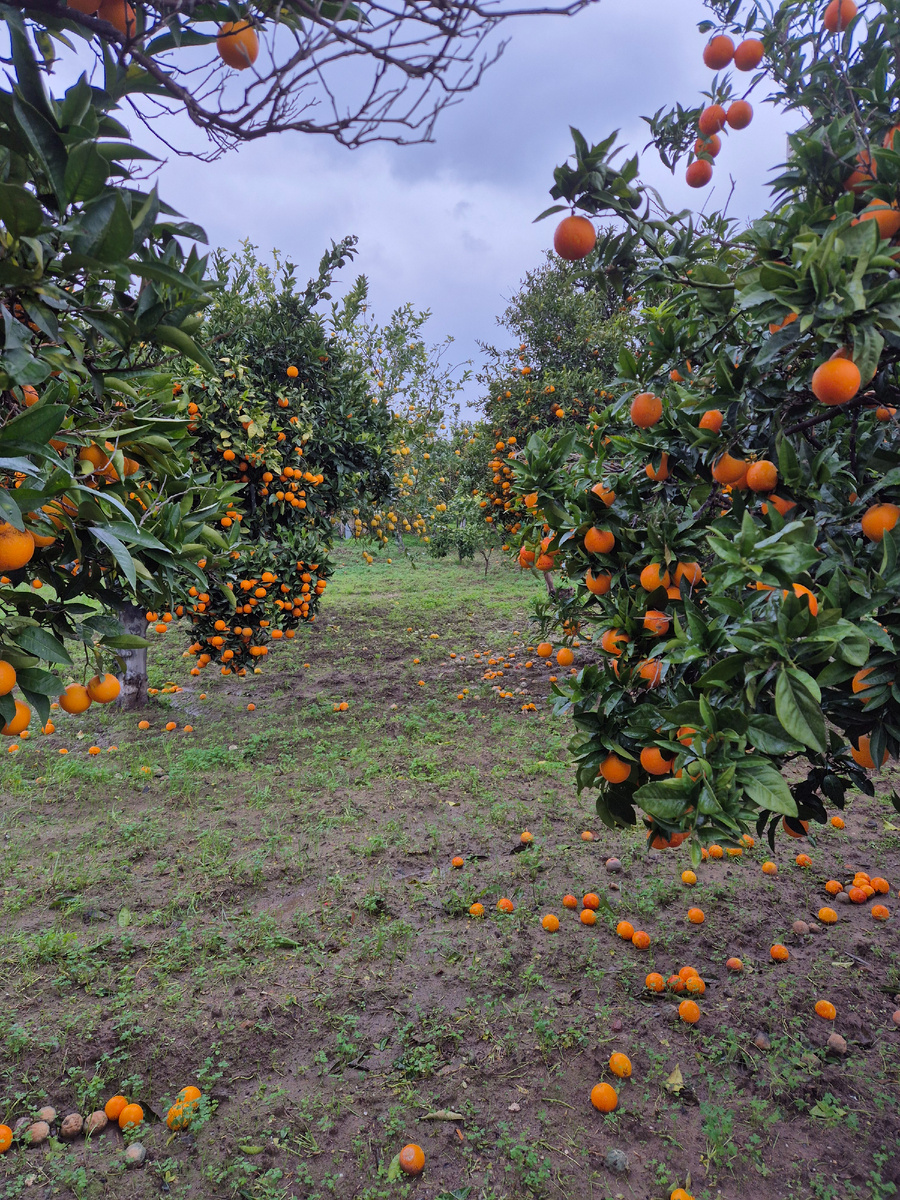 Сад после февральского дождя