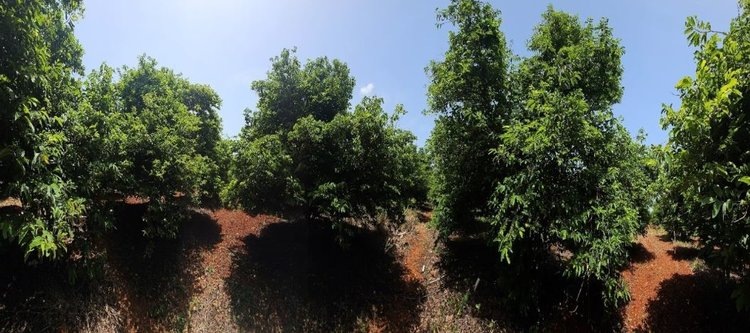    Арбускулярные микоризные грибы смогли ускорить рост подвоев сахарного яблока