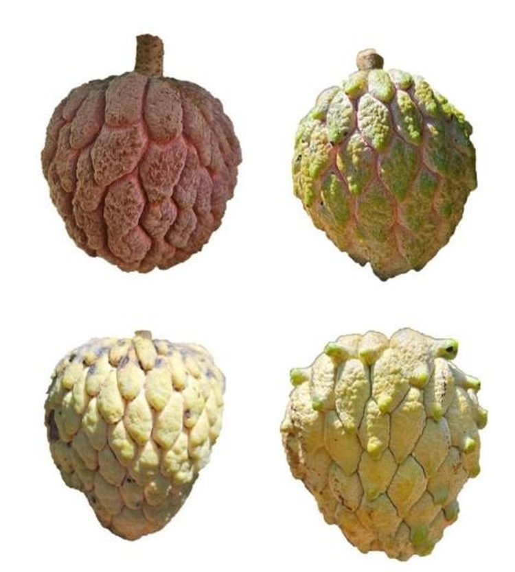     Арбускулярные микоризные грибы смогли ускорить рост подвоев сахарного яблока
