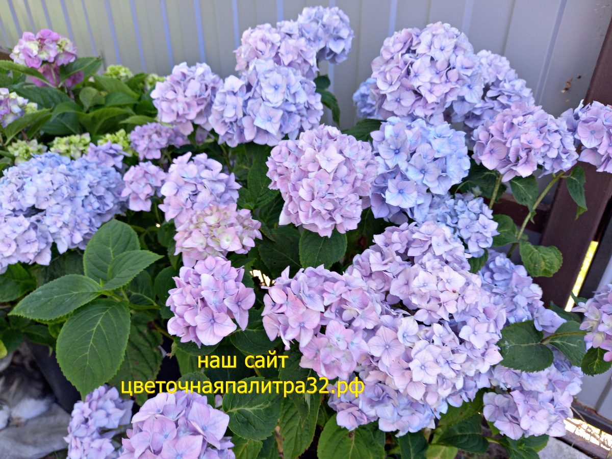  Цветы у нас в саду 