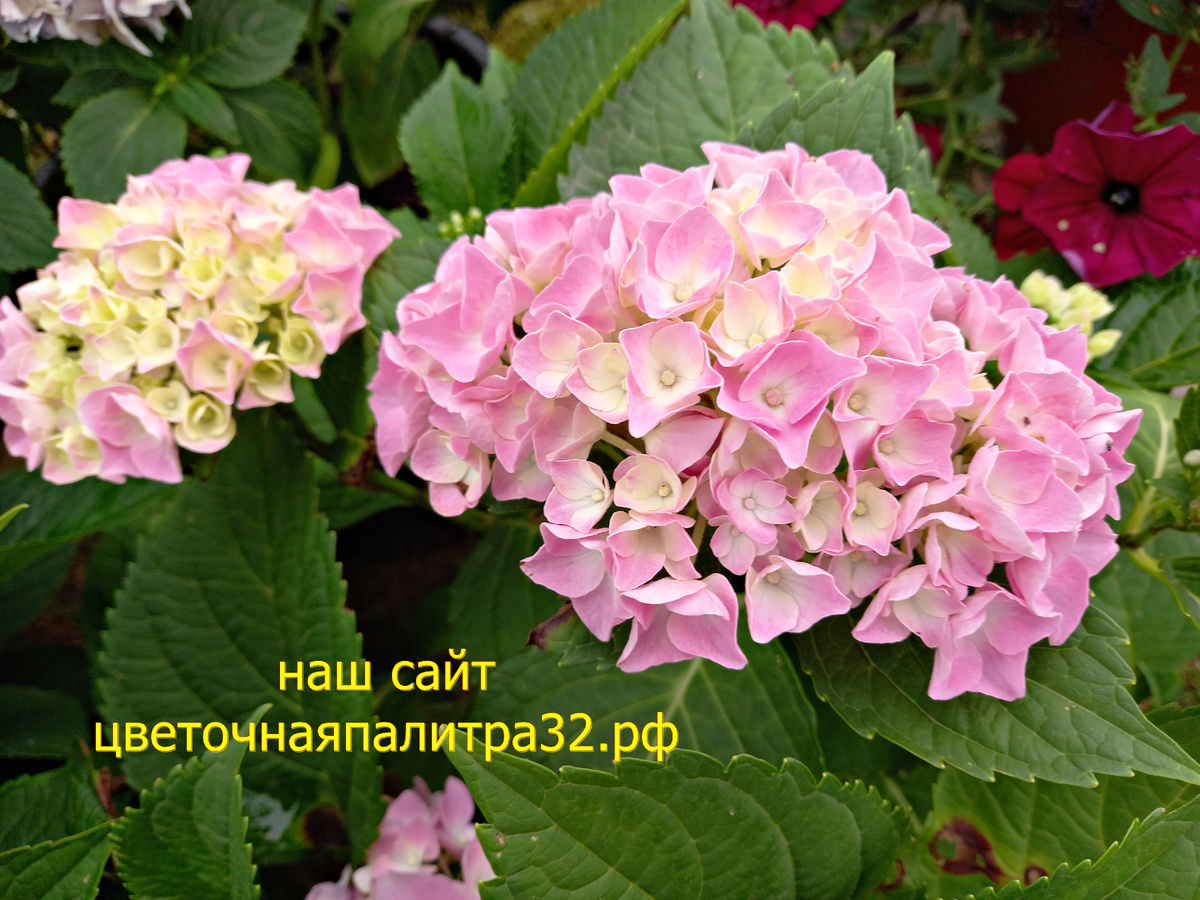 Цветы у нас в саду .